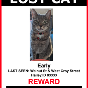 Lost Cat Early