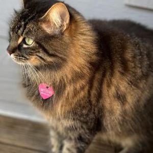 Lost Cat Mittens