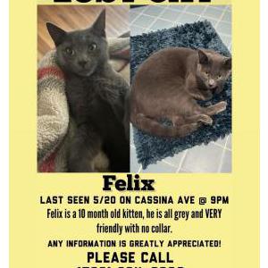 Image of Felix, Lost Cat