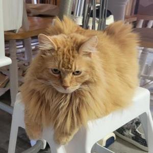 Lost Cat Bourbon