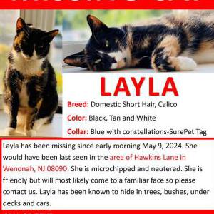 Lost Cat Layla