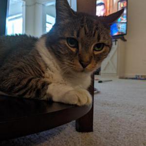 Lost Cat Butter