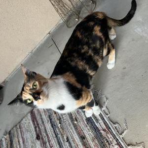 Lost Cat Lupita