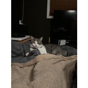 Lost Cat Charlie