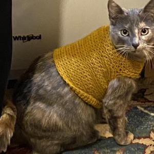 Lost Cat Sage