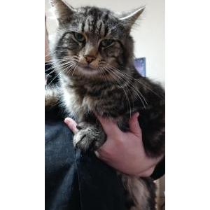 Lost Cat Jack Skeleton