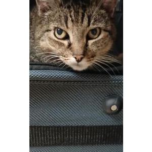 Lost Cat Chessie