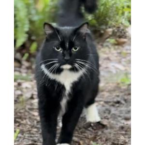 Lost Cat Rocco