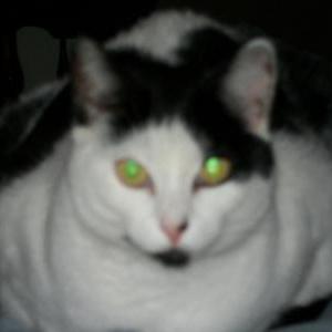 Image of MOKI, Lost Cat