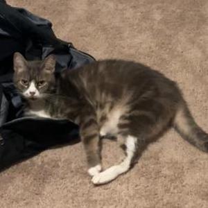 Lost Cat Smokey