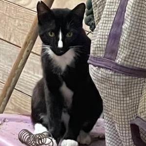 Lost Cat Boots