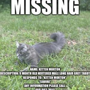 Lost Cat Kitten Morton