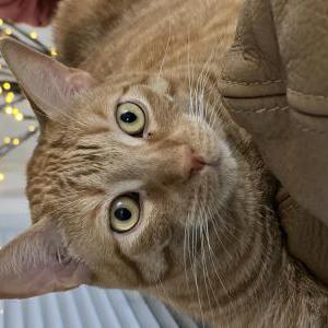 Lost Cat Sebastian