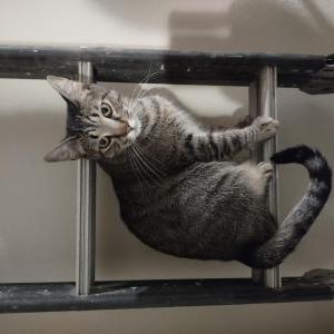 Image of Hector, Lost Cat