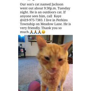 Lost Cat Jackson