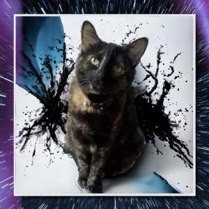 Image of Harley, Lost Cat