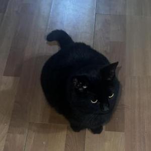 Lost Cat Luna