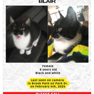 Image of Blair, Lost Cat