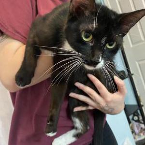 Lost Cat Farrah