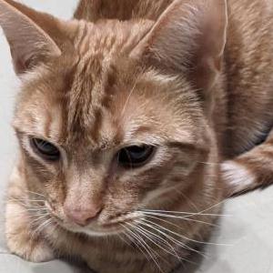 Lost Cat Marv