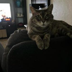 Lost Cat Meekah