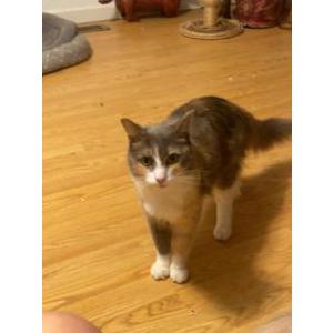Lost Cat Gracie