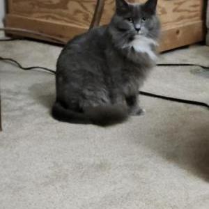 Lost Cat Baby Kitty