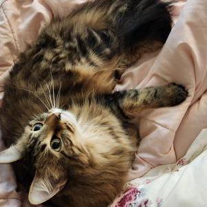 Lost Cat Pixie