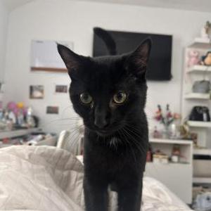 Image of Knight, Lost Cat