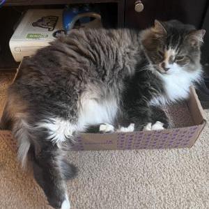 Lost Cat Tuffy