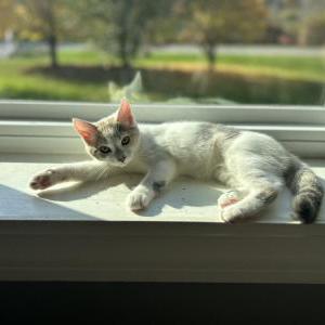Lost Cat MJ