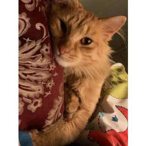Lost Cat Ratchet
