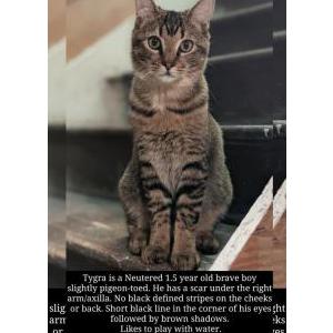 Image of Tygra, Lost Cat