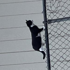 Lost Cat Rebecca Rabitt