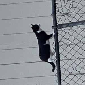 Lost Cat Rebecca Rabbit