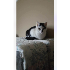 Lost Cat Saddie