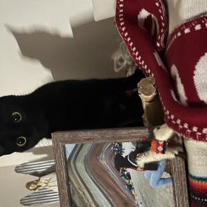 Lost Cat Cherie