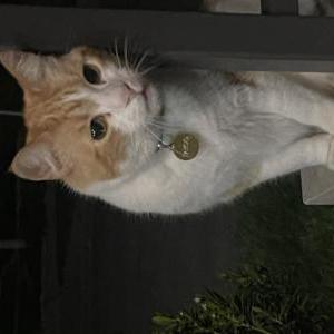 Image of Taboo, Found Cat