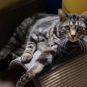 Lost Cat Stick Bug