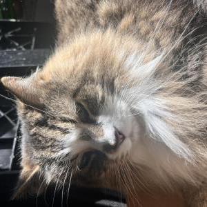 Lost Cat Tuffy
