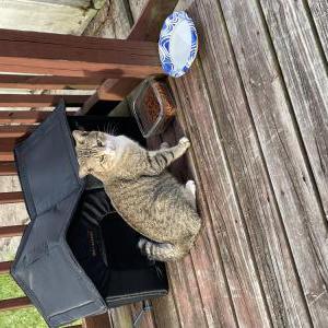 Found Cat Unknown