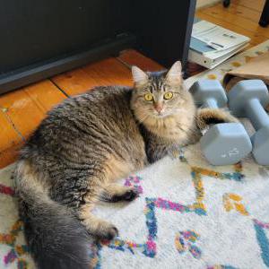 Lost Cat Kedjo