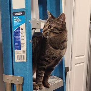 Lost Cat Schnitzel