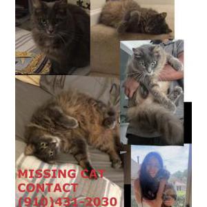 Lost Cat Holly