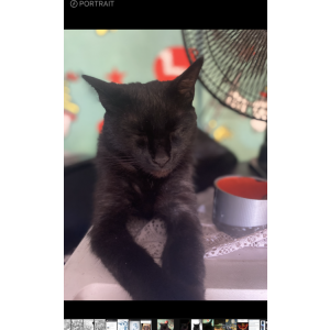 Lost Cat FUDGE
