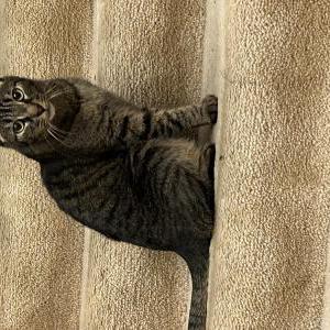 Lost Cat Coco