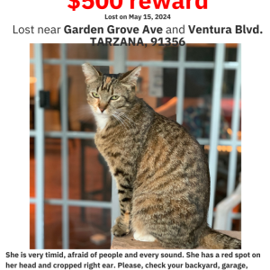 Lost Cat Kis'ka