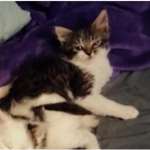 Lost Cat Baby Girl