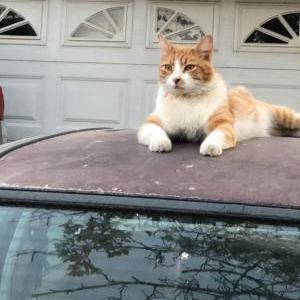 Lost Cat Beans