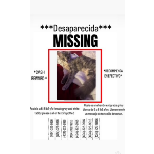 Image of Rosie, Lost Cat